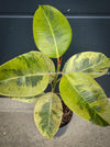 Ficus Elastica Shivereana, Ficus Elastica Moonshine, unique Ficus variety, for sale, organically grown at TOMs FLOWer CLUB.