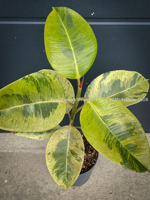 Ficus Elastica Shivereana, Ficus Elastica Moonshine, unique Ficus variety, for sale, organically grown at TOMs FLOWer CLUB.
