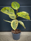 Ficus Elastica Shivereana, Ficus Elastica Moonshine, unique Ficus variety, for sale, organically grown at TOMs FLOWer CLUB.