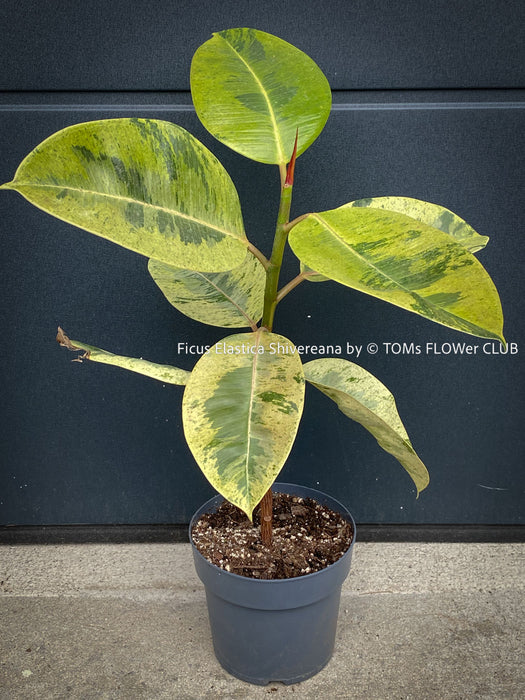 Ficus Elastica Shivereana, Ficus Elastica Moonshine, unique Ficus variety, for sale, organically grown at TOMs FLOWer CLUB.