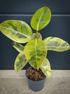 Ficus Elastica Shivereana, Ficus Elastica Moonshine, unique Ficus variety, for sale, organically grown at TOMs FLOWer CLUB.