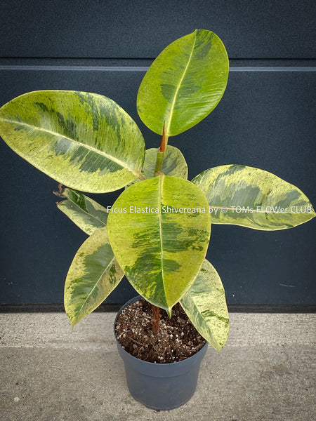 Ficus Elastica Shivereana, Ficus Elastica Moonshine, unique Ficus variety, for sale, organically grown at TOMs FLOWer CLUB.
