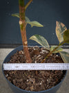 Ficus Elastica Shivereana, Ficus Elastica Moonshine, unique Ficus variety, for sale, organically grown at TOMs FLOWer CLUB.