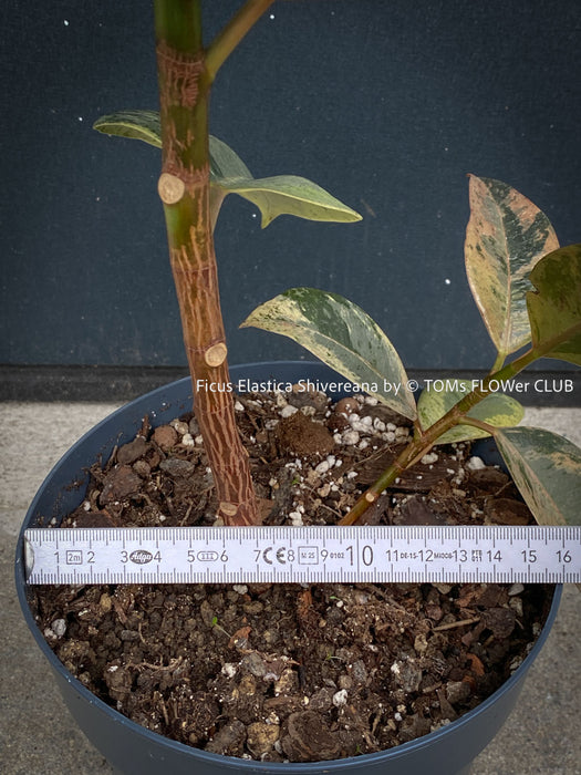 Ficus Elastica Shivereana, Ficus Elastica Moonshine, unique Ficus variety, for sale, organically grown at TOMs FLOWer CLUB.