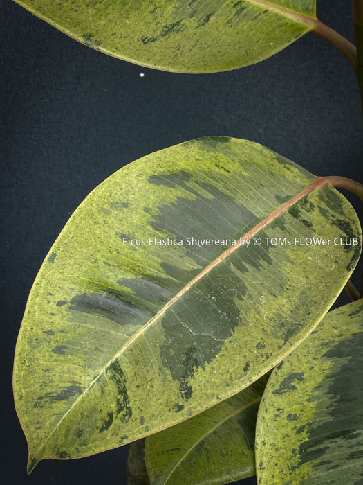 Ficus Elastica Shivereana, Ficus Elastica Moonshine, unique Ficus variety, for sale, organically grown at TOMs FLOWer CLUB.