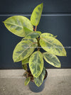 Ficus Elastica Shivereana, Ficus Elastica Moonshine, unique Ficus variety, for sale, organically grown at TOMs FLOWer CLUB.