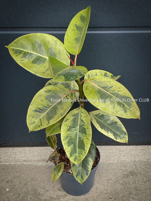 Ficus Elastica Shivereana, Ficus Elastica Moonshine, unique Ficus variety, for sale, organically grown at TOMs FLOWer CLUB.