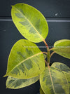Ficus Elastica Shivereana, Ficus Elastica Moonshine, unique Ficus variety, for sale, organically grown at TOMs FLOWer CLUB.