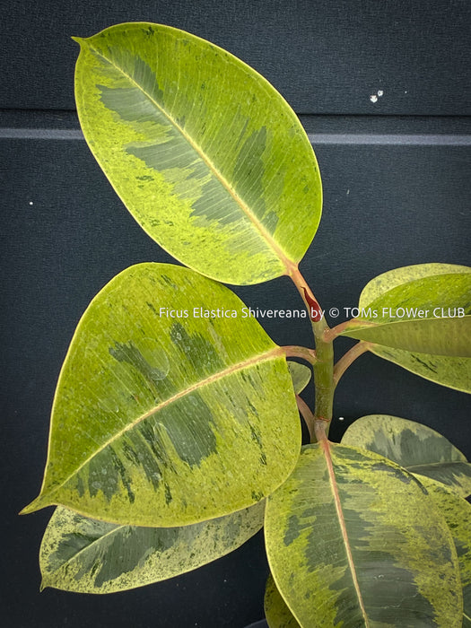 Ficus Elastica Shivereana, Ficus Elastica Moonshine, unique Ficus variety, for sale, organically grown at TOMs FLOWer CLUB.