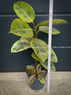 Ficus Elastica Shivereana, Ficus Elastica Moonshine, unique Ficus variety, for sale, organically grown at TOMs FLOWer CLUB.