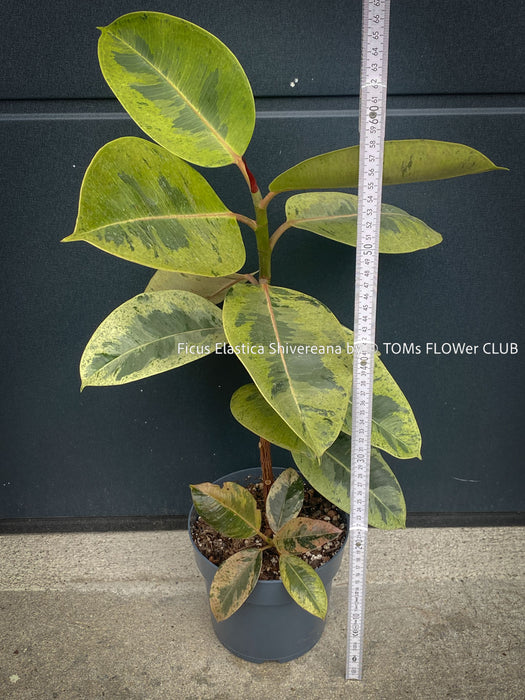 Ficus Elastica Shivereana, Ficus Elastica Moonshine, unique Ficus variety, for sale, organically grown at TOMs FLOWer CLUB.