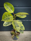 Ficus Elastica Shivereana, Ficus Elastica Moonshine, unique Ficus variety, for sale, organically grown at TOMs FLOWer CLUB.