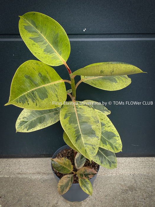 Ficus Elastica Shivereana, Ficus Elastica Moonshine, unique Ficus variety, for sale, organically grown at TOMs FLOWer CLUB.