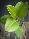 Ficus Elastica, cutting, organically grown tropical plants for sale at TOMs FLOWer CLUB.