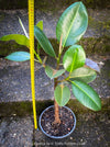 Ficus Elastica, cutting, organically grown tropical plants for sale at TOMs FLOWer CLUB.