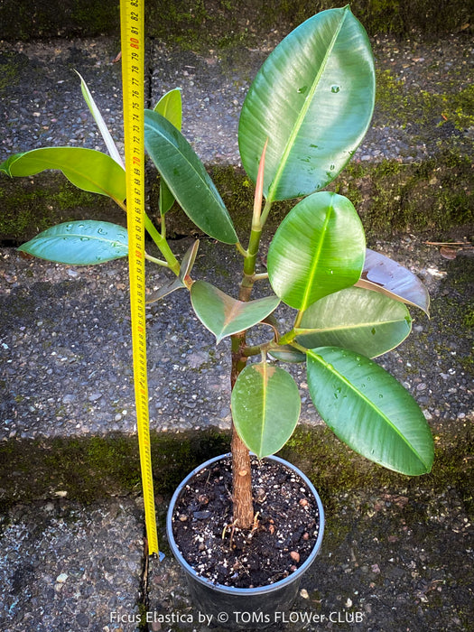 Ficus Elastica, cutting, organically grown tropical plants for sale at TOMs FLOWer CLUB.