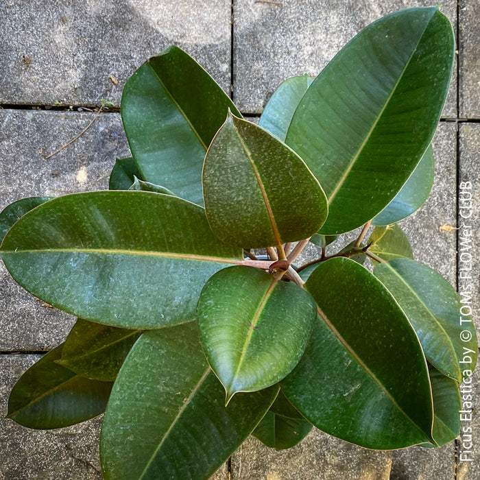 Ficus elastica, Gummi Baum, Ficus, organically grown tropical plants for sale at TOMs FLOWer CLUB.