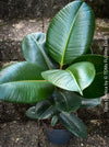 Ficus Elastica, cutting, organically grown tropical plants for sale at TOMs FLOWer CLUB.