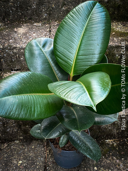 Ficus Elastica, cutting, organically grown tropical plants for sale at TOMs FLOWer CLUB.