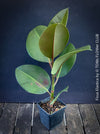 Ficus Elastica, cutting, organically grown tropical plants for sale at TOMs FLOWer CLUB.