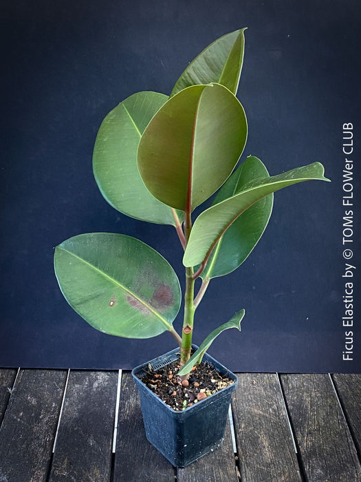 Ficus Elastica, cutting, organically grown tropical plants for sale at TOMs FLOWer CLUB.