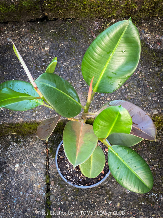 Ficus Elastica, cutting, organically grown tropical plants for sale at TOMs FLOWer CLUB.