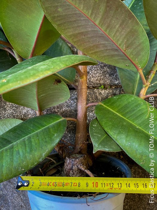 Ficus elastica, Gummi Baum, Ficus, organically grown tropical plants for sale at TOMs FLOWer CLUB.