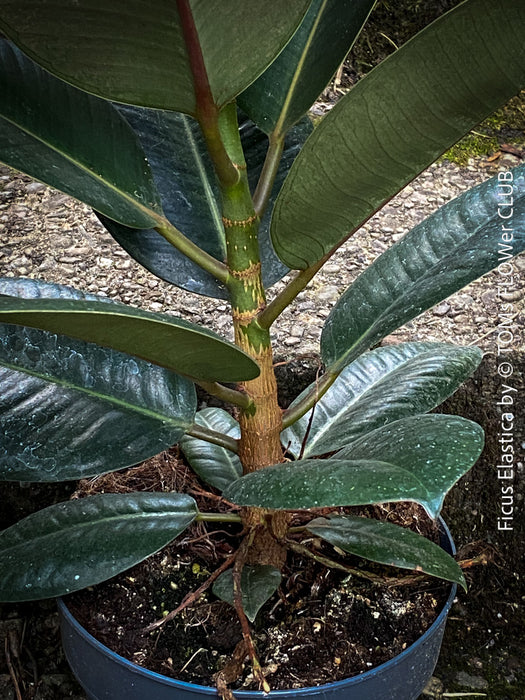 Ficus Elastica, cutting, organically grown tropical plants for sale at TOMs FLOWer CLUB.