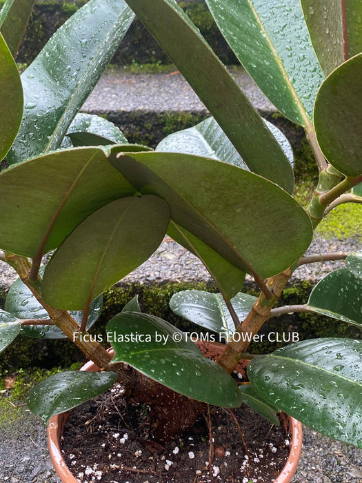 Ficus elastica, Gummi Baum, Ficus, organically grown tropical plants for sale at TOMs FLOWer CLUB.