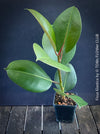 Ficus Elastica, cutting, organically grown tropical plants for sale at TOMs FLOWer CLUB.