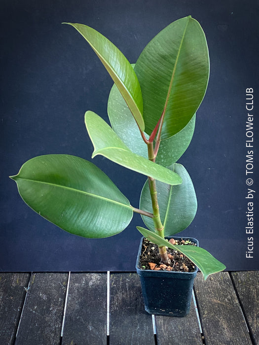 Ficus Elastica, cutting, organically grown tropical plants for sale at TOMs FLOWer CLUB.