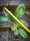 Ficus Elastica, cutting, organically grown tropical plants for sale at TOMs FLOWer CLUB.
