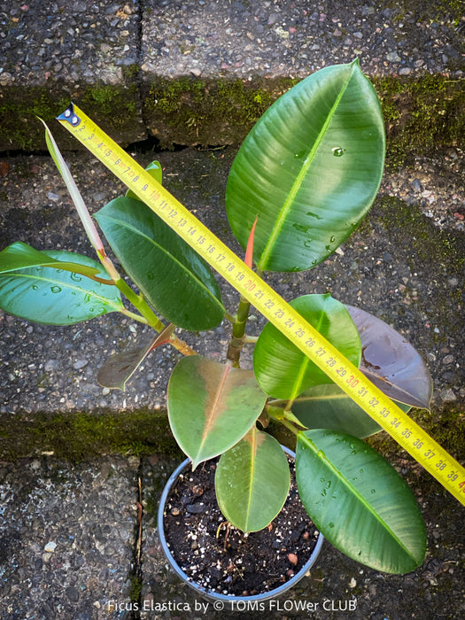 Ficus Elastica, cutting, organically grown tropical plants for sale at TOMs FLOWer CLUB.