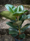 Ficus Elastica, cutting, organically grown tropical plants for sale at TOMs FLOWer CLUB.
