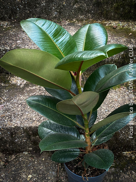 Ficus Elastica, cutting, organically grown tropical plants for sale at TOMs FLOWer CLUB.