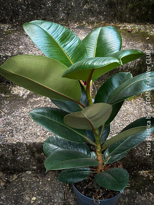 Ficus Elastica, cutting, organically grown tropical plants for sale at TOMs FLOWer CLUB.