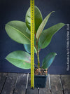 Ficus Elastica, cutting, organically grown tropical plants for sale at TOMs FLOWer CLUB.