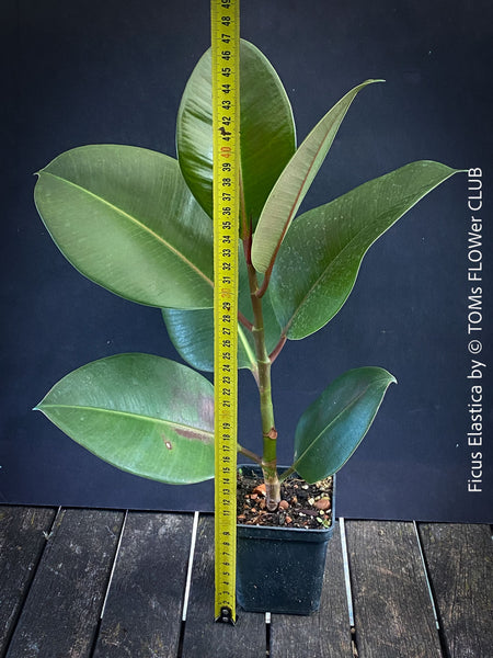 Ficus Elastica, cutting, organically grown tropical plants for sale at TOMs FLOWer CLUB.