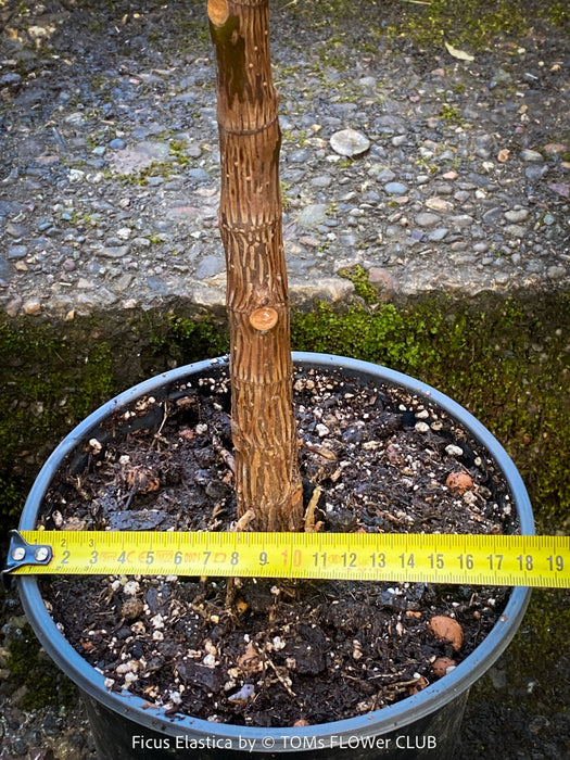 Ficus Elastica, cutting, organically grown tropical plants for sale at TOMs FLOWer CLUB.