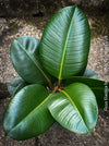 Ficus Elastica, cutting, organically grown tropical plants for sale at TOMs FLOWer CLUB.