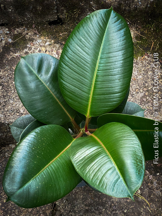 Ficus Elastica, cutting, organically grown tropical plants for sale at TOMs FLOWer CLUB.