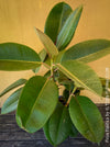 Ficus elastica, Gummi Baum, Ficus, organically grown tropical plants for sale at TOMs FLOWer CLUB.