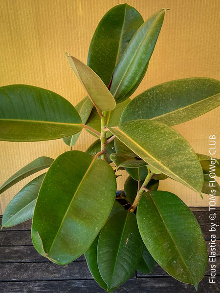 Ficus elastica, Gummi Baum, Ficus, organically grown tropical plants for sale at TOMs FLOWer CLUB.