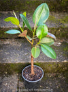 Ficus Elastica, cutting, organically grown tropical plants for sale at TOMs FLOWer CLUB.