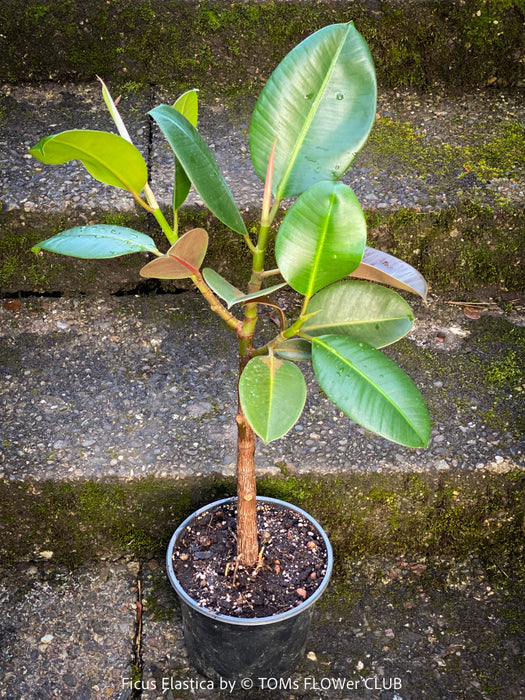 Ficus Elastica, cutting, organically grown tropical plants for sale at TOMs FLOWer CLUB.