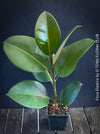 Ficus Elastica, cutting, organically grown tropical plants for sale at TOMs FLOWer CLUB.