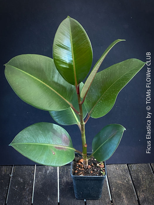 Ficus Elastica, cutting, organically grown tropical plants for sale at TOMs FLOWer CLUB.