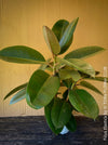 Ficus elastica, Gummi Baum, Ficus, organically grown tropical plants for sale at TOMs FLOWer CLUB.