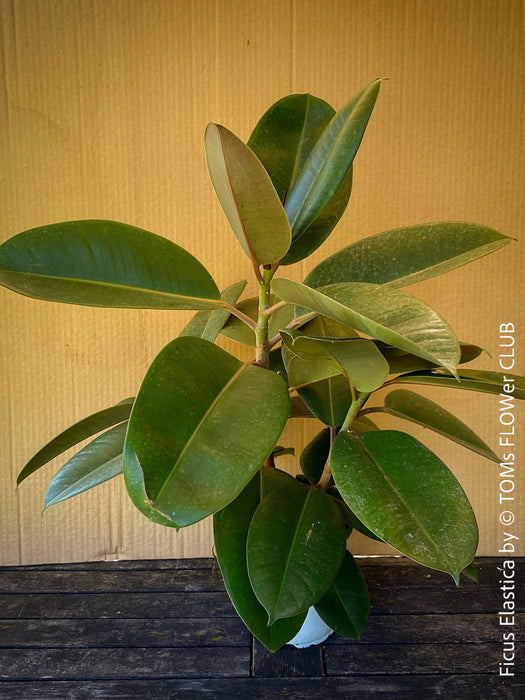 Ficus elastica, Gummi Baum, Ficus, organically grown tropical plants for sale at TOMs FLOWer CLUB.