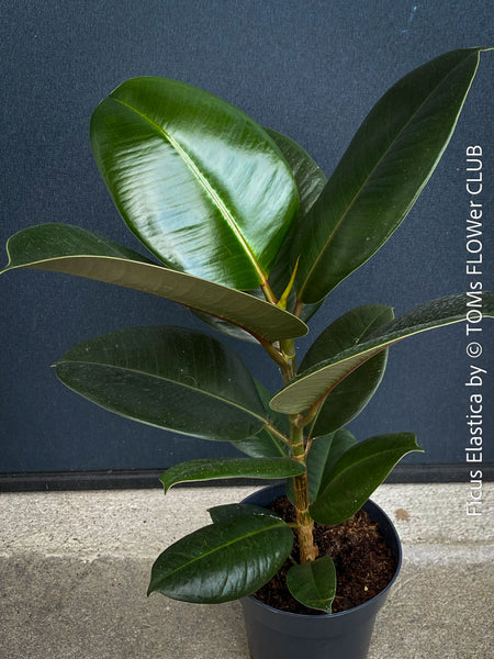 Ficus Elastica, cutting, organically grown tropical plants for sale at TOMs FLOWer CLUB.